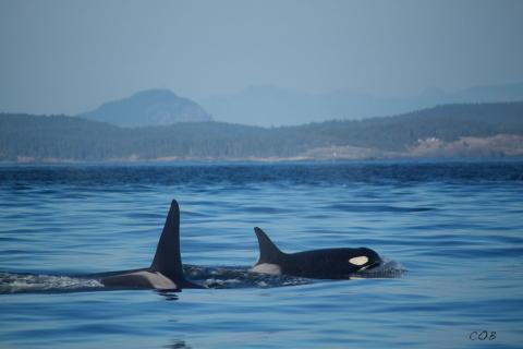 Bigg’s Killer Whales Rosario Strait Bigg’s Killer Whales Rosario Strait