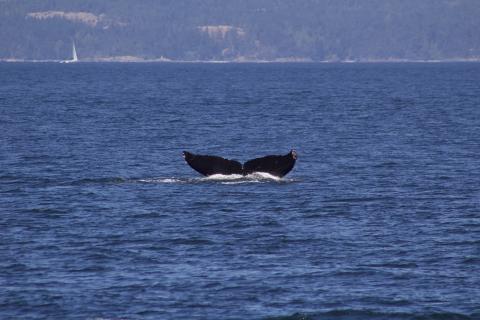 Humpback Whale traveling in Haro Strait Humpback Whale