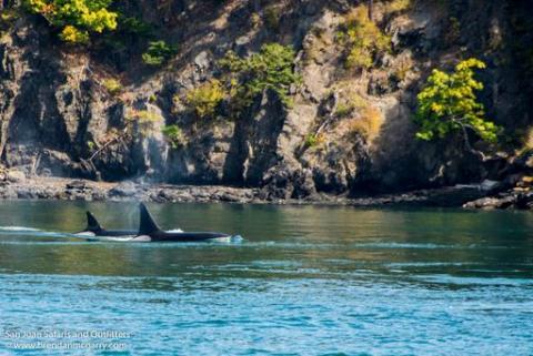 Bigg’s Killer Whale Bigg’s Killer Whale