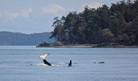 Bigg's Killer Whales! Bigg's Killer Whales!!