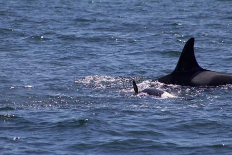 J31 and J56 play off False Bay Southern Resident Orcas