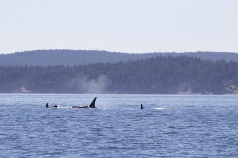 T65A's in Rosario Strait Bigg's Orcas