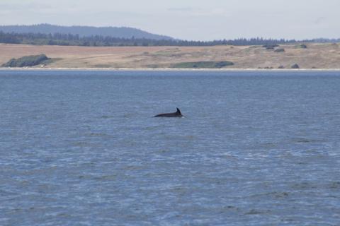 Minke Whale feeding at Salmon Bank Minke Whale