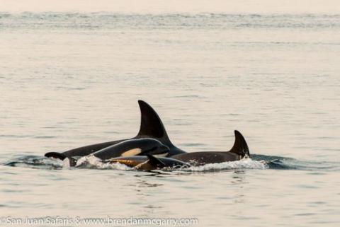 Bigg’s Killer Whale Bigg’s Killer Whale