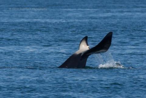 Bigg's Killer Whales Bigg's Killer Whales