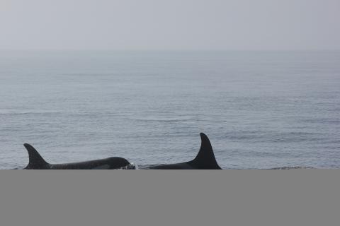 Bigg's Killer Whale Bigg's Killer Whale