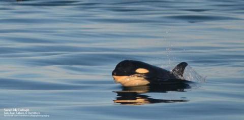 New Calf of Transient Orcas Baby Bigg's Killer Whale