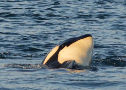 Bigg's Killer Whales Swim San Juan Island Transient Orcas at Sunset