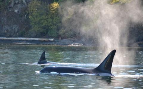 Bigg's Orcas Visit the San Juan Islands Bigg's Killer Whales in the Salish Sea