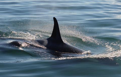 Bigg's Killer Whale Bigg's Killer Whale