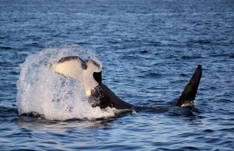 Orcas moving as a family Bigg's Killer Whales playing in the Strait