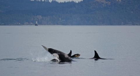 Orcas hunting together Bigg's Killer whales playing