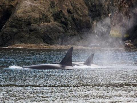 2 Bigg's Killer Whales Hugging the Shoreline Transient Killer Whales Near Henry Island