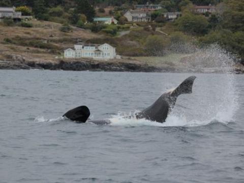 Playful Bigg's Killer Whales
