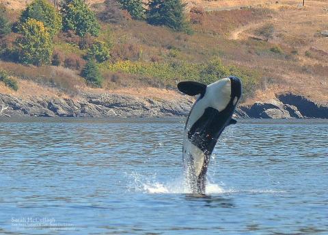 Southern Resident Killer Whale Breach Seattle Orca Whale Watching near San Juan Island