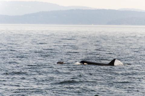 Bigg's Orca