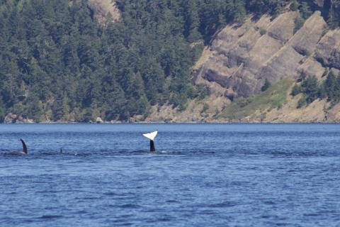 Bigg's Orcas