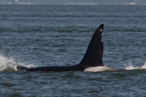 Chainsaw- T063 Strait of Georgia 4/28/18 P.C. Sarah McCullagh