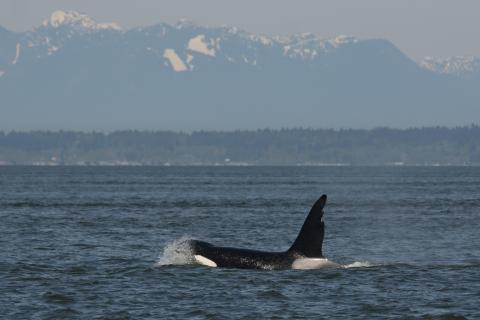 Bigg's Killer Whales Visit the Salish Sea "Chainsaw" in the Salish Sea