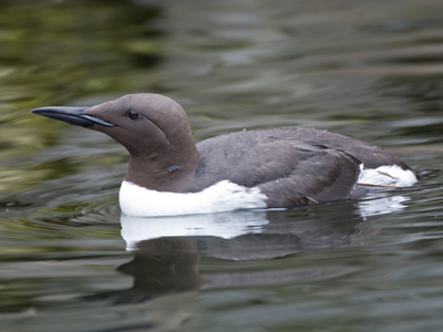 A Common Murre