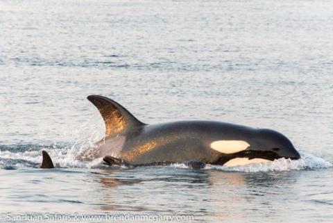Bigg’s Killer Whale Bigg’s Killer Whale