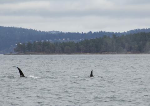 T18's/T19's traveling in Prevost Pass Bigg's Orcas