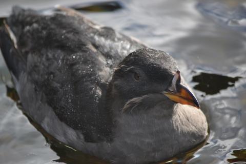 Rhinoceros auklet Rhinoceros auklet