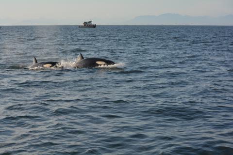 Transients in Strait of Georgia