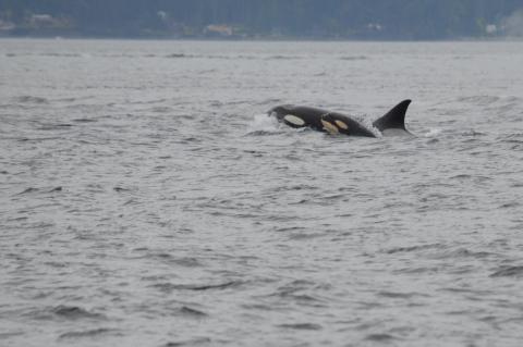 Baby Orca Baby orca