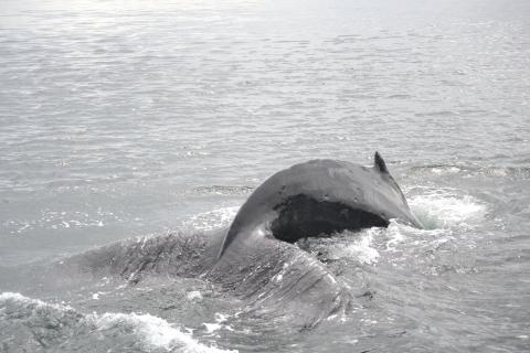 A humpback whale swimming near San Juan Island A humpback whale dives