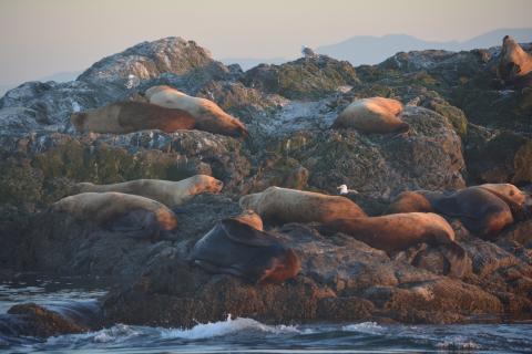 Chilling Stellar Sea Lions Chilling Stellar Sea Lions