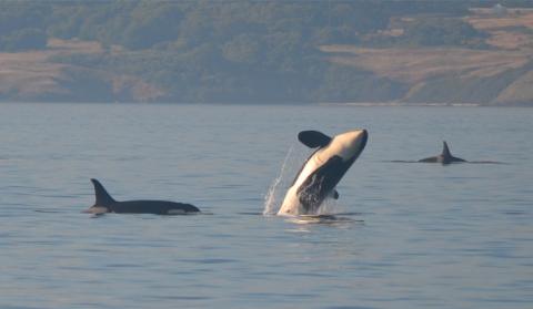 Female Southern Resident Killer Whale Breaching Female Orca Breaches