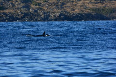 Whales Whales