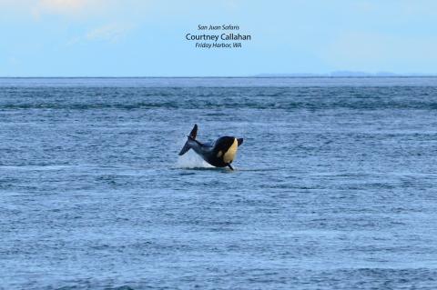 Breaching Orca Calf Breaching Orca Calf