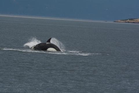 lunging killer whale lunging killer whale