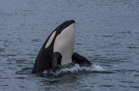 The Transient Orca, T137A, spyhops to take a look at us. A Transient Killer Whale, T137A, gets curious after hunting