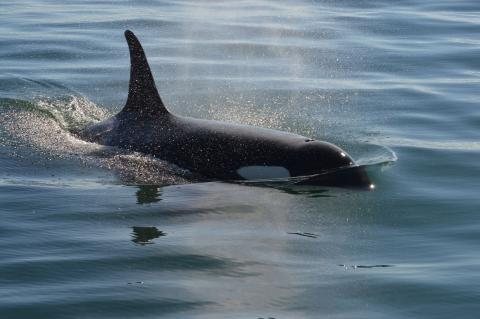 Southern Resident Killer Whales near San Juan Island J Pod Orcas in Haro Strait