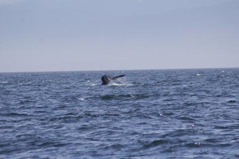 Humpback Whale flukes up in the Strait of Juan de Fuca Humpback Whale