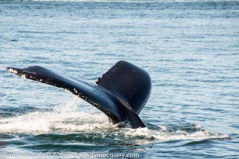 Humpback Whale Fluke Humpback Whale Fluke