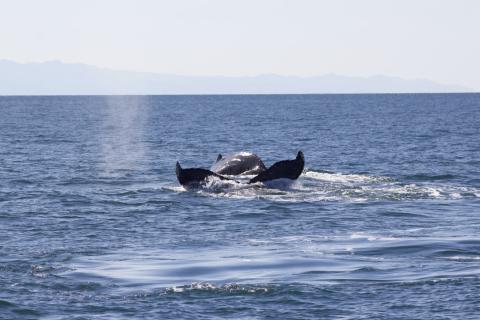 Scratchy and Uluka swim together at Lawson Reef Humpback Whale