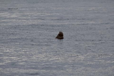 A male Northern Elephant Seal takes a rest in Haro Strait Northern Elephant Seal