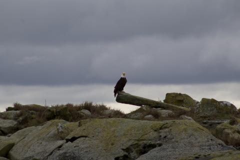 Bald Eagle Bald Eagle