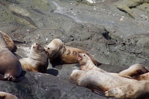 marked Steller Sea Lion on Green Point Steller Sea Lions