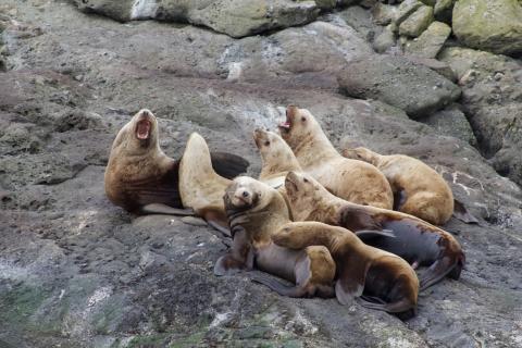 Steller Sea Lions Steller Sea Lions