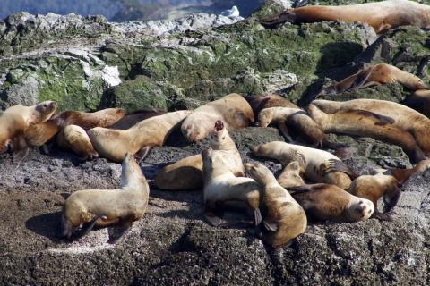 Steller Sea Lions Steller Sea Lions