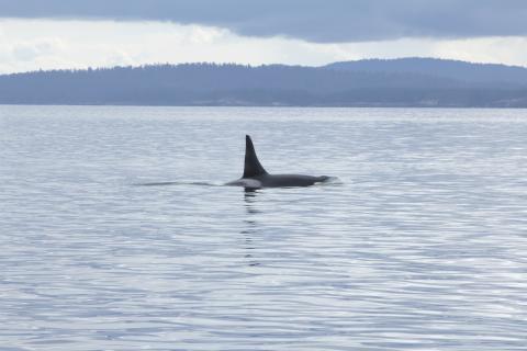 Blackberry J26 Male Southern Resident Killer Whale