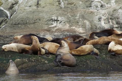 Steller Sea Lions Steller Sea Lions