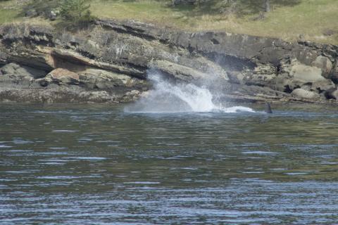 T2C orca family hunting a Harbor Seal near Stuart Island Bigg's Orcas