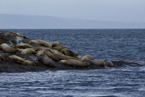 Steller Sea Lions on Green Point Steller Sea Lions
