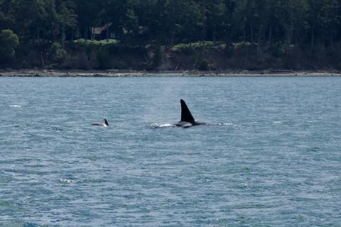 Transient Orca T2C1 Bigg's Orcas